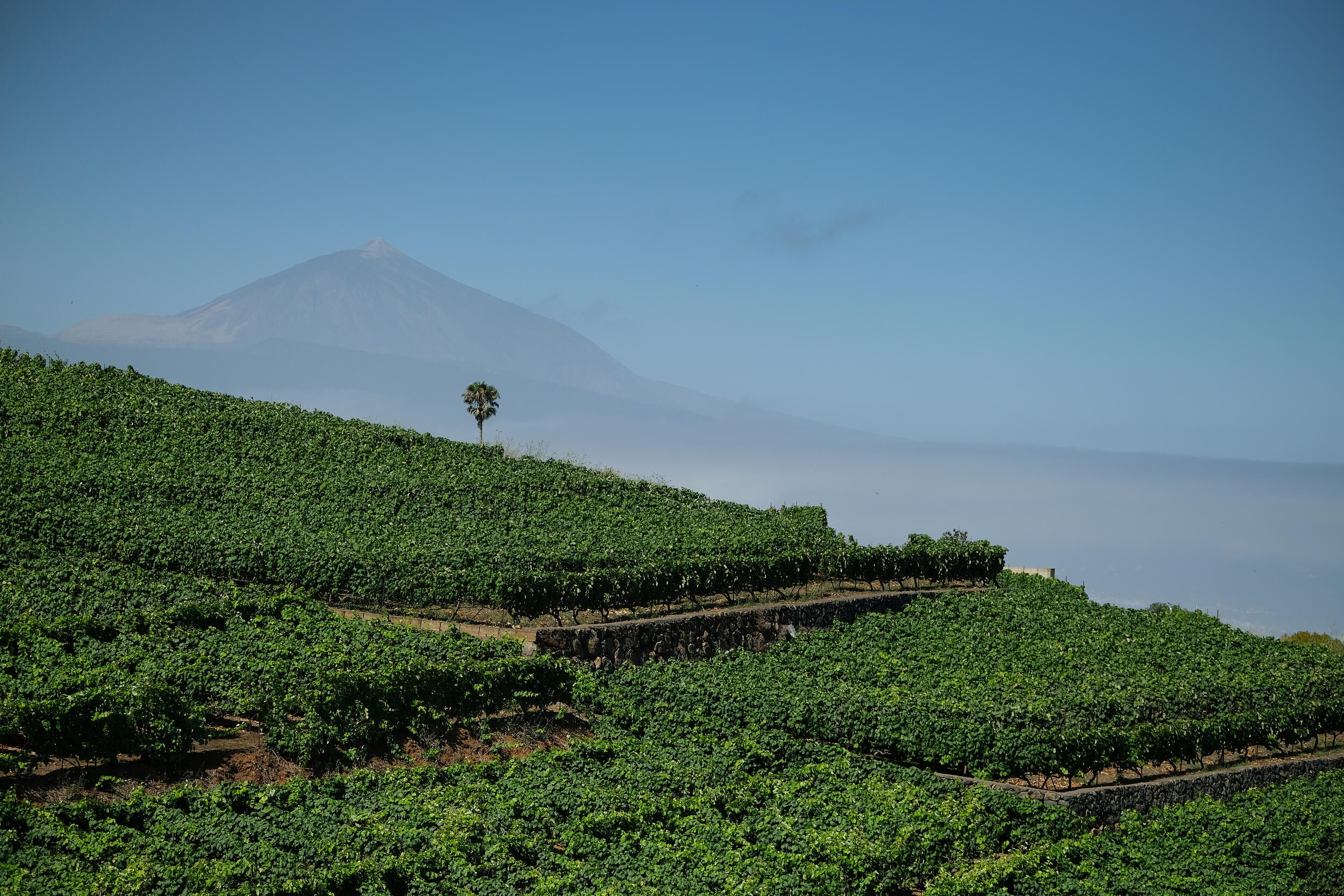 5 Viñedos Bodegas Monje con Teide de fondo