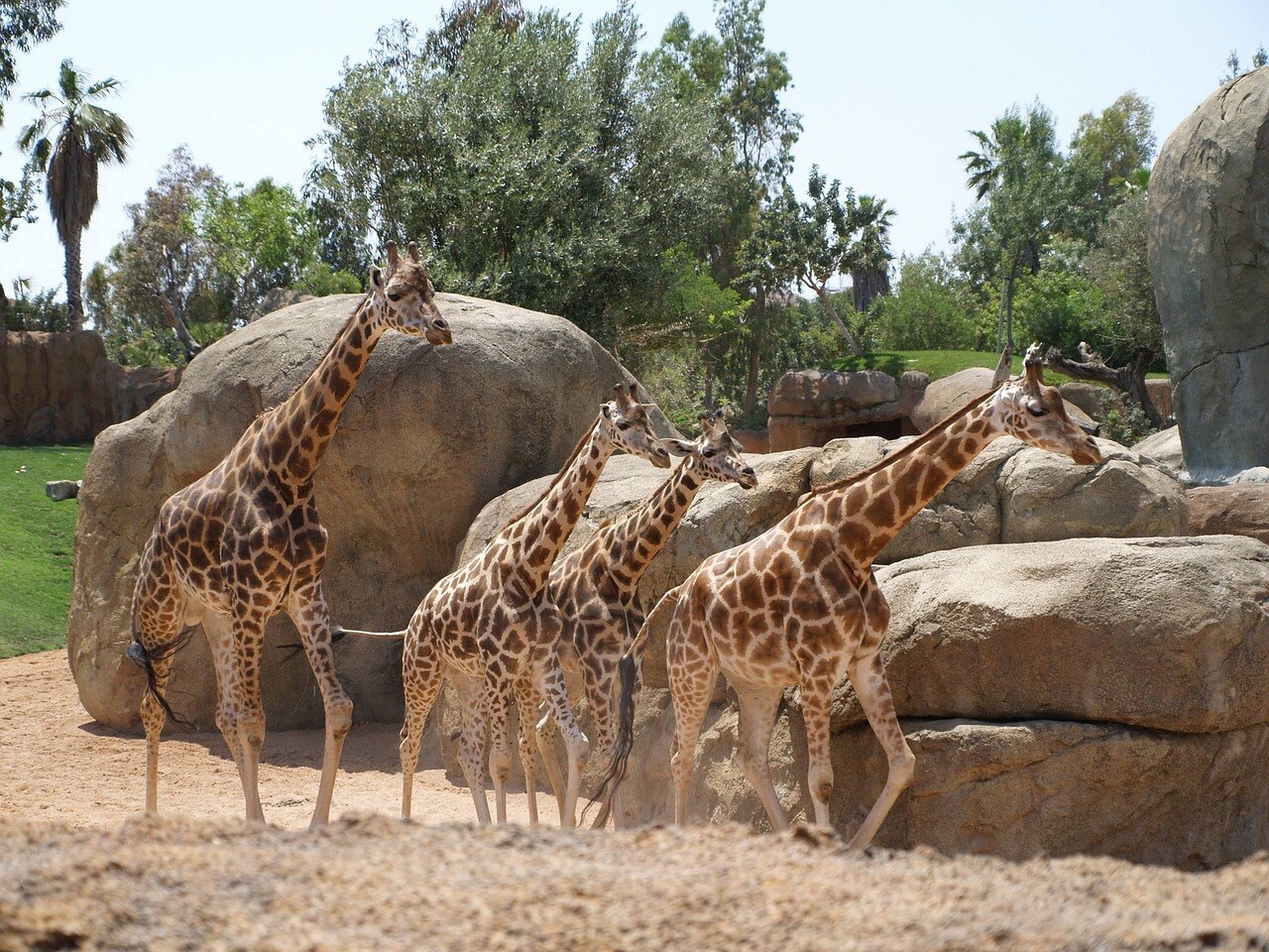 Bioparc Valencia Binter