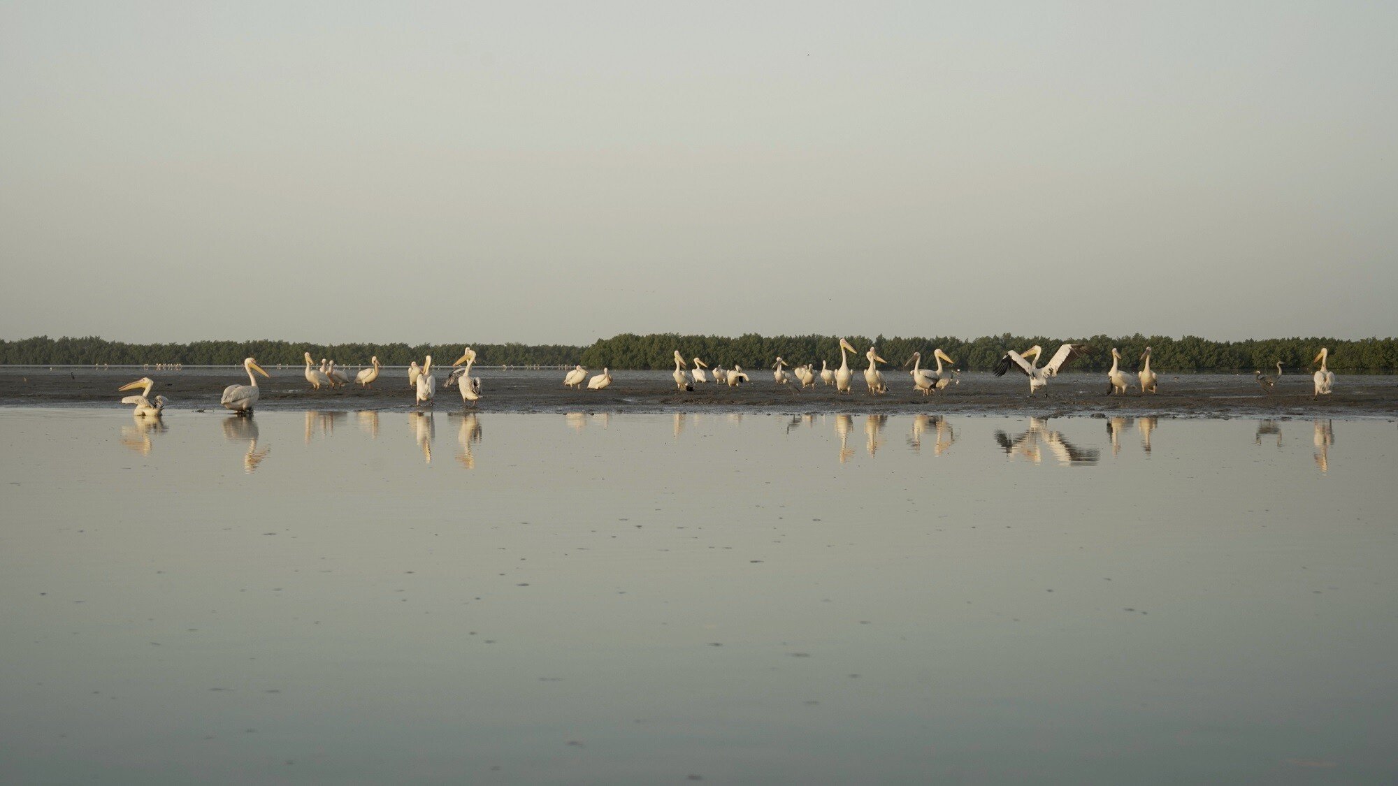 Casamance_Zingachor_Rio Casamance_013