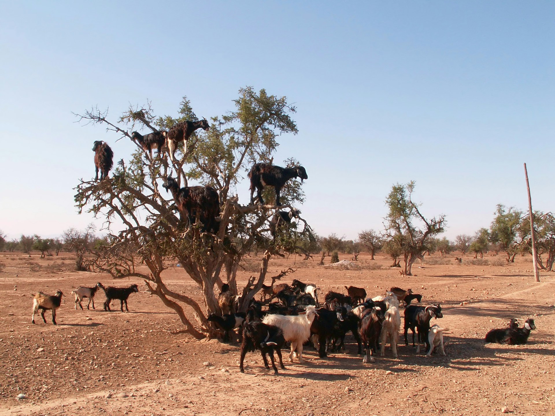 Dónde ver las cabras trepadoras en árboles cerca de Agadir