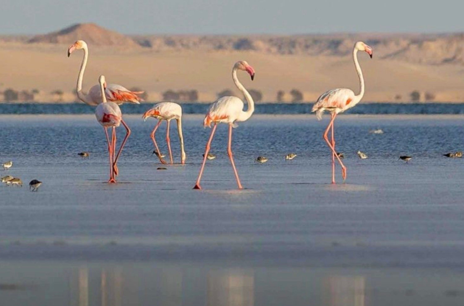 Dakhla flamencos