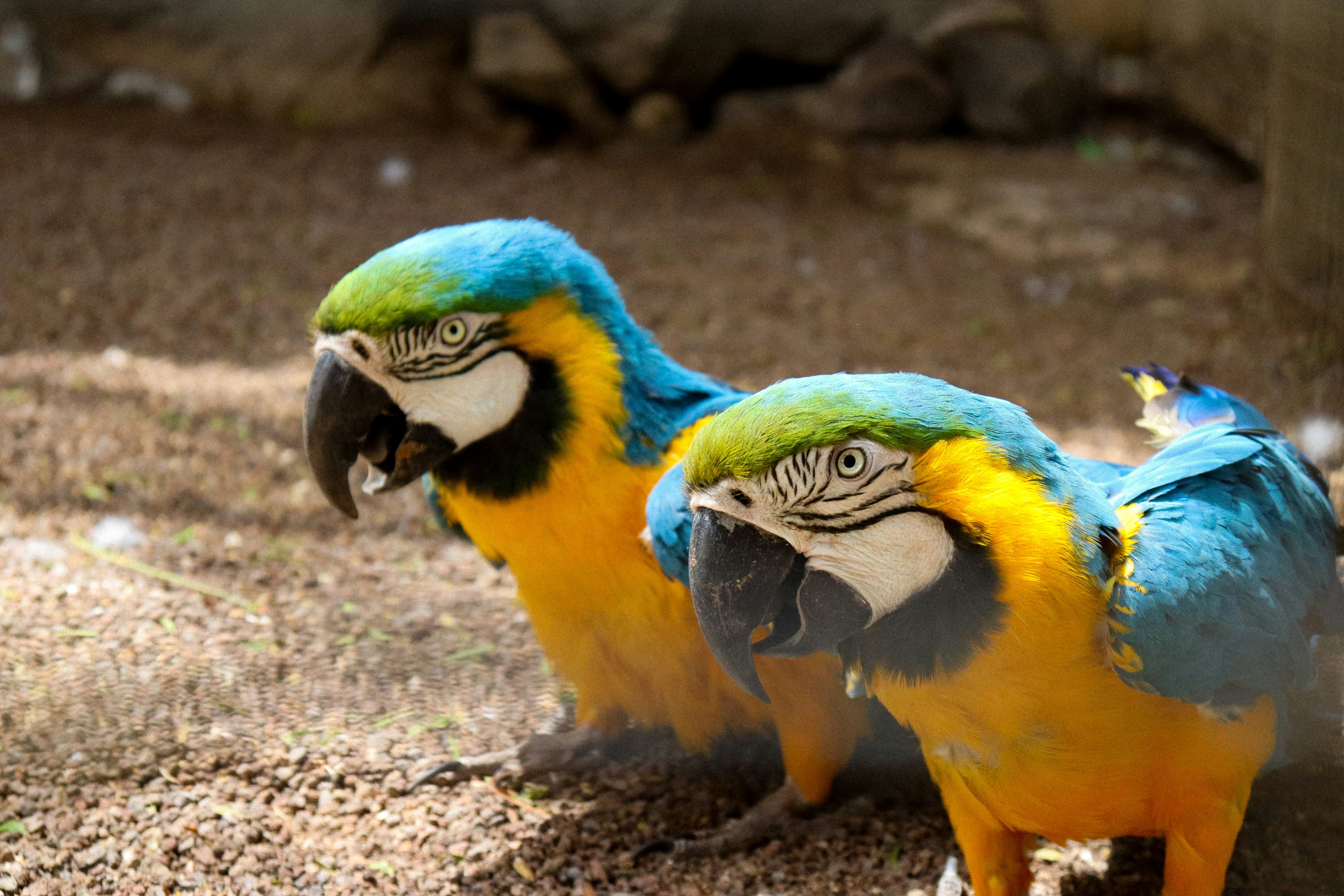 Loro Parque Binter
