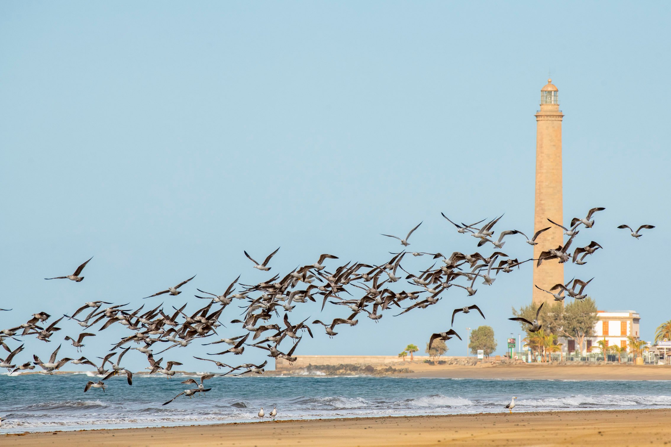 Maspalomas vista Faro-1