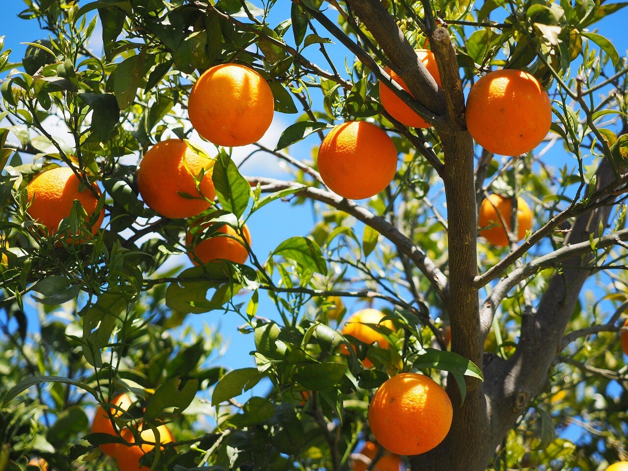 Naranjas Valencia