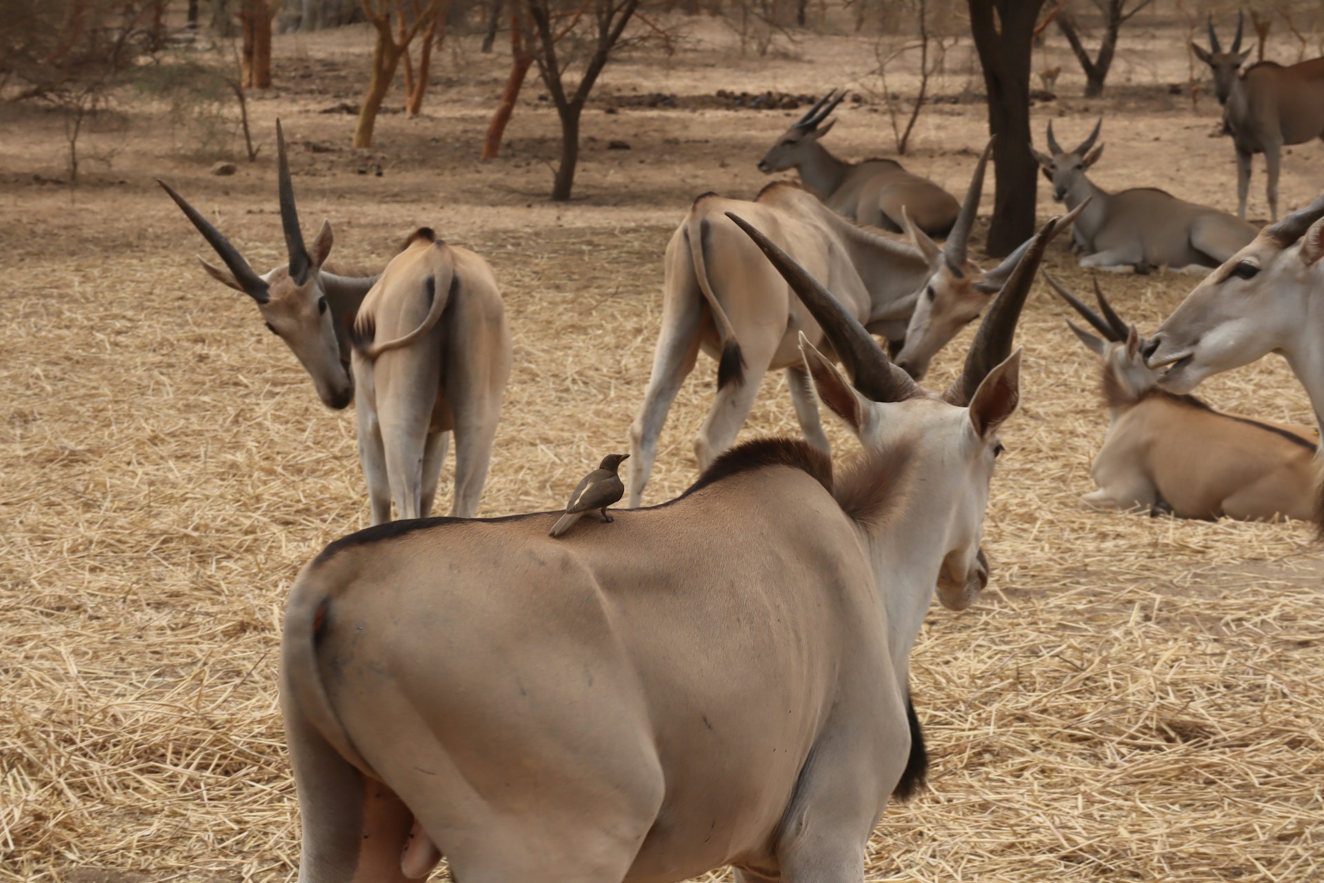 Safari en Dakar