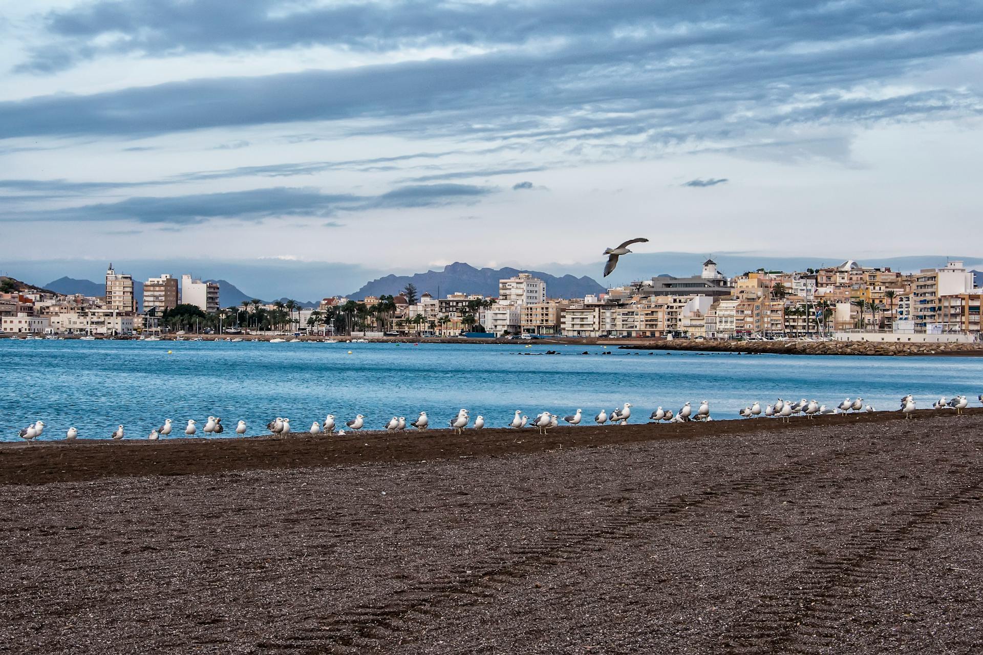 aguilas murcia