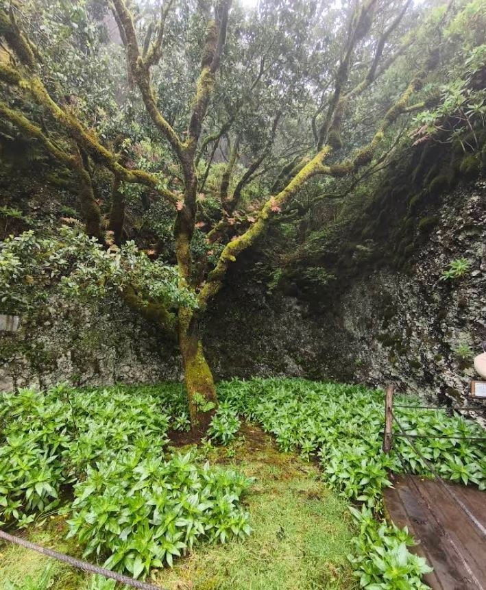 arbol garoe el hierro canarias