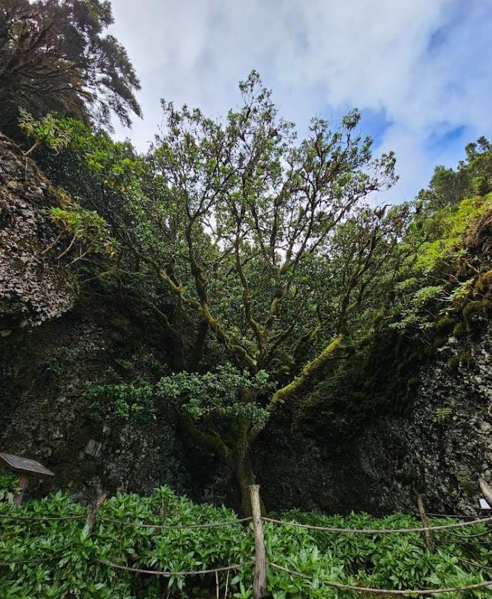 arbol garoe el hierro