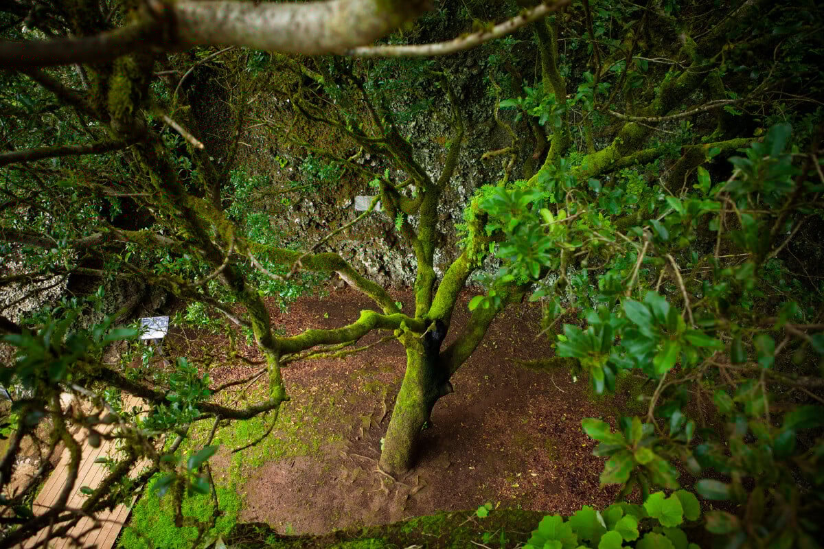 arbol garoe