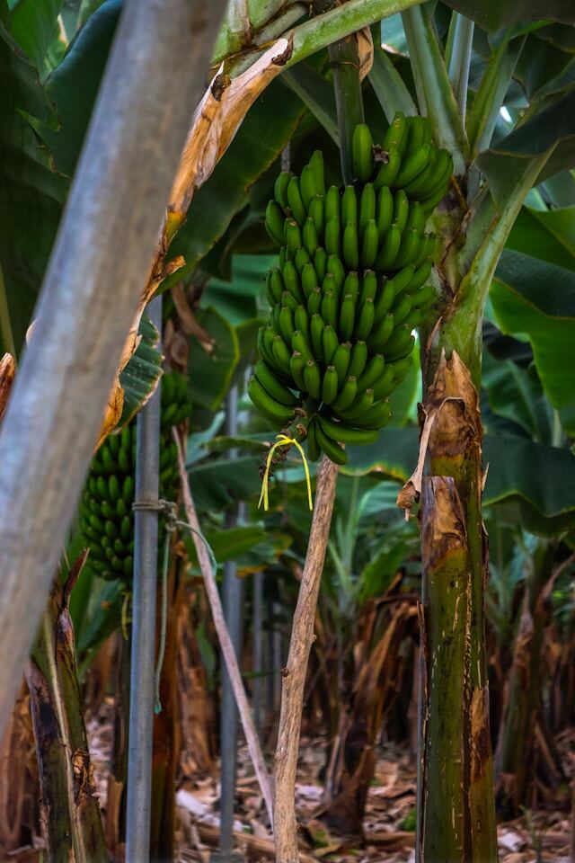arucas plataneras