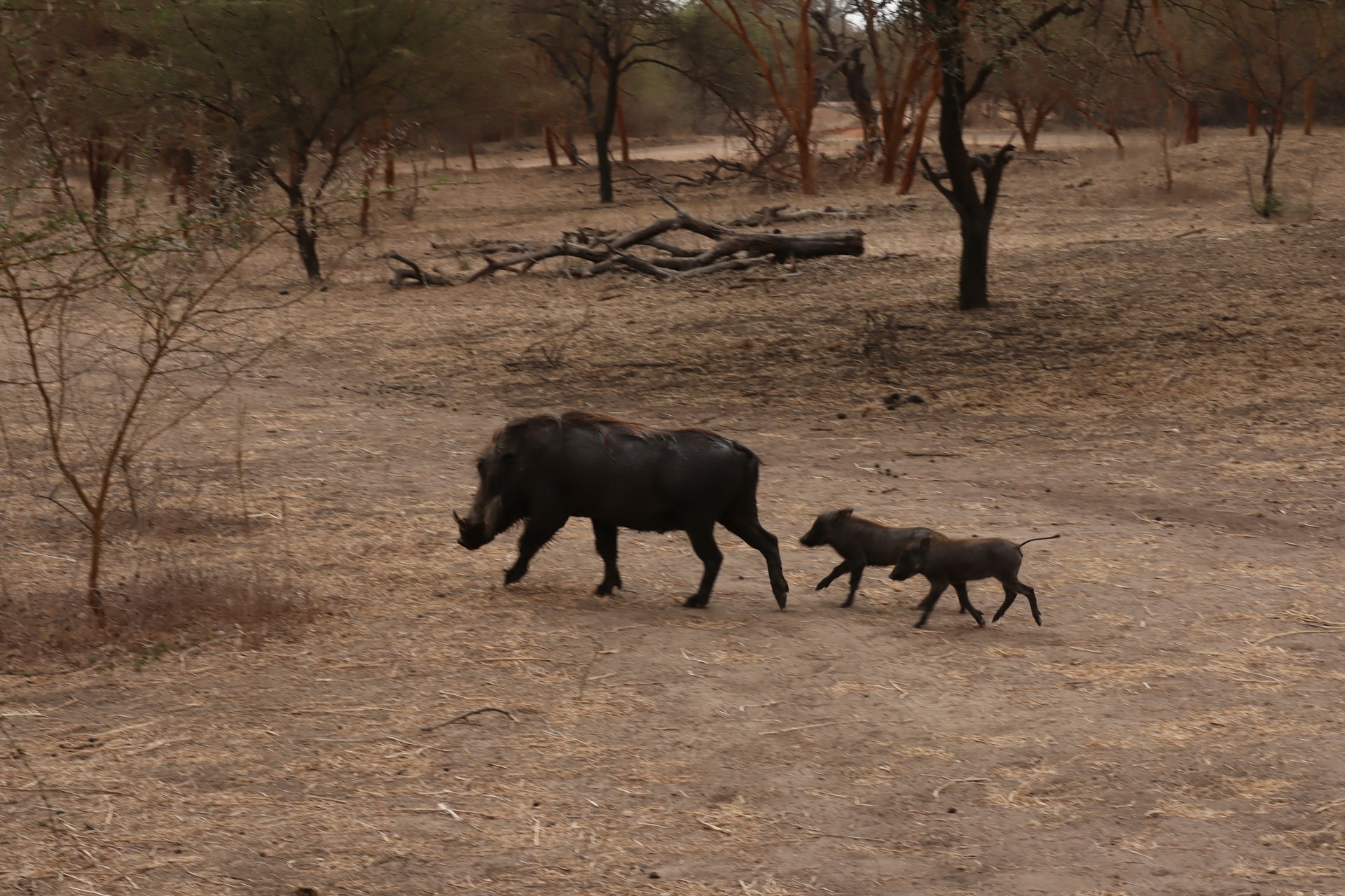 bandia safari dakar