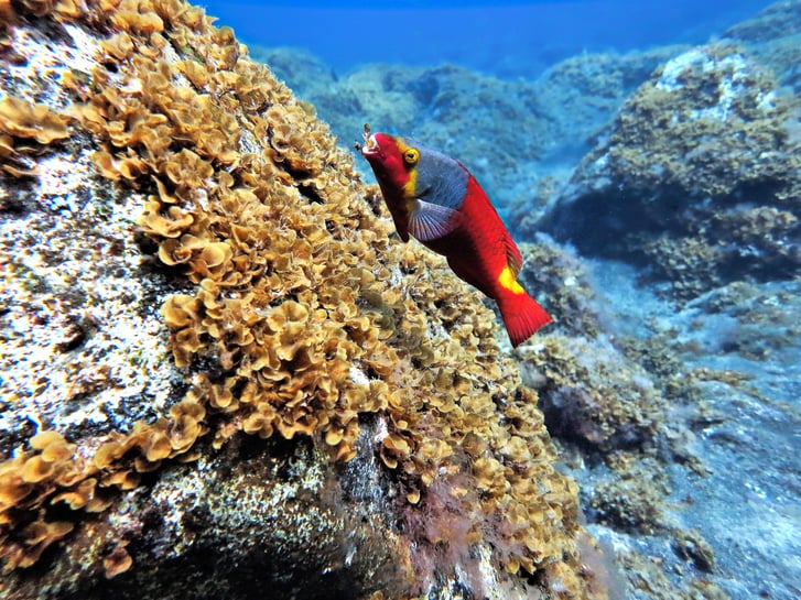 buceo en El Hierro