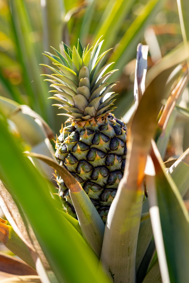 el hierro piña tropical
