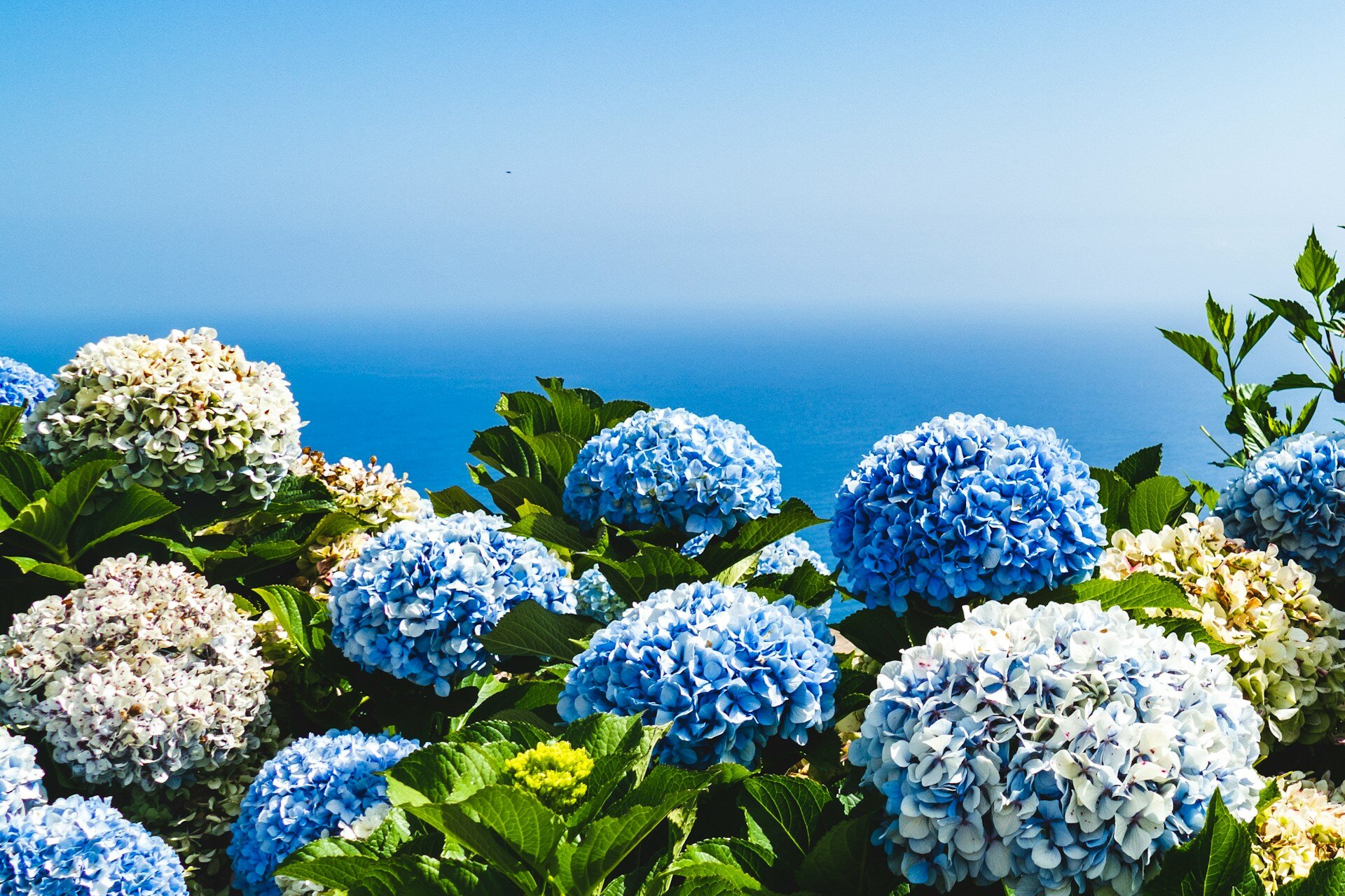 flores madeira