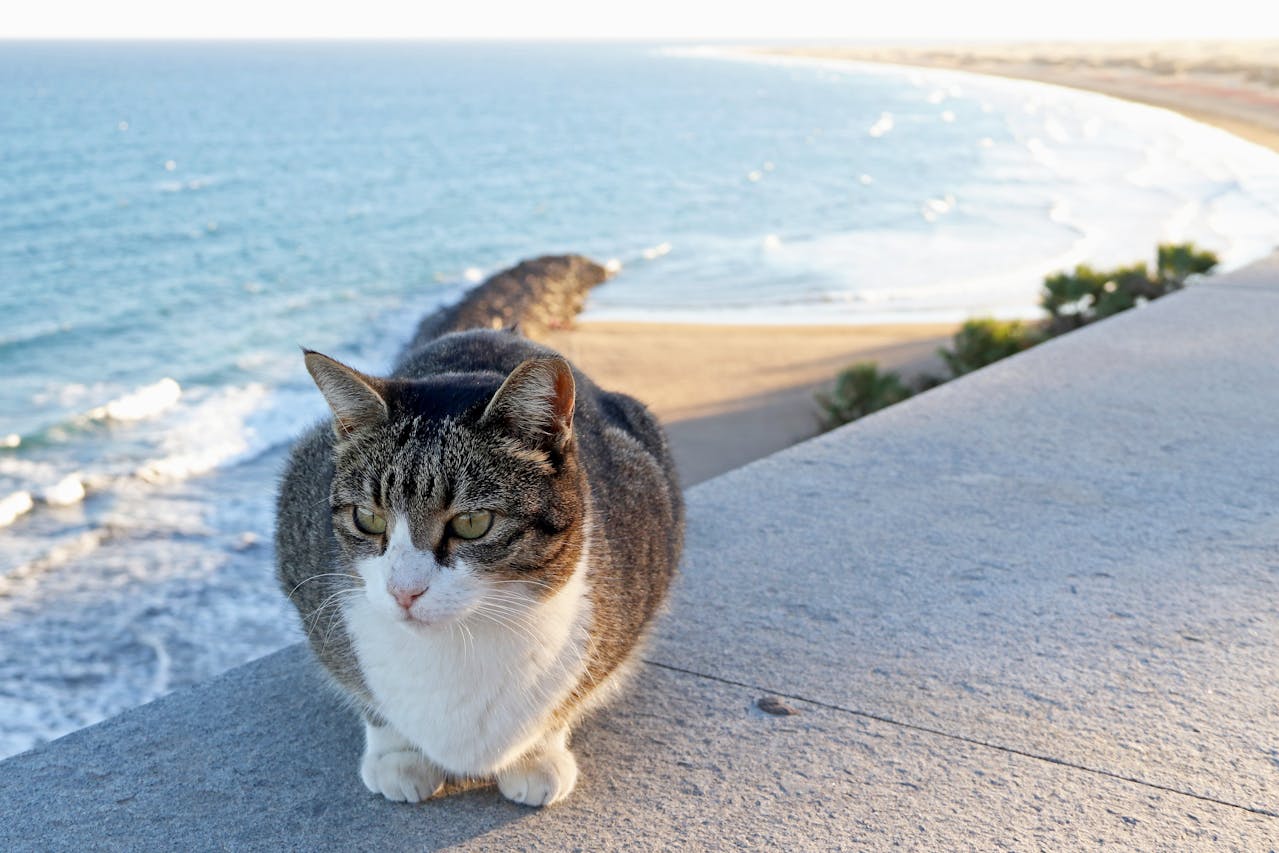 gato playa del ingles