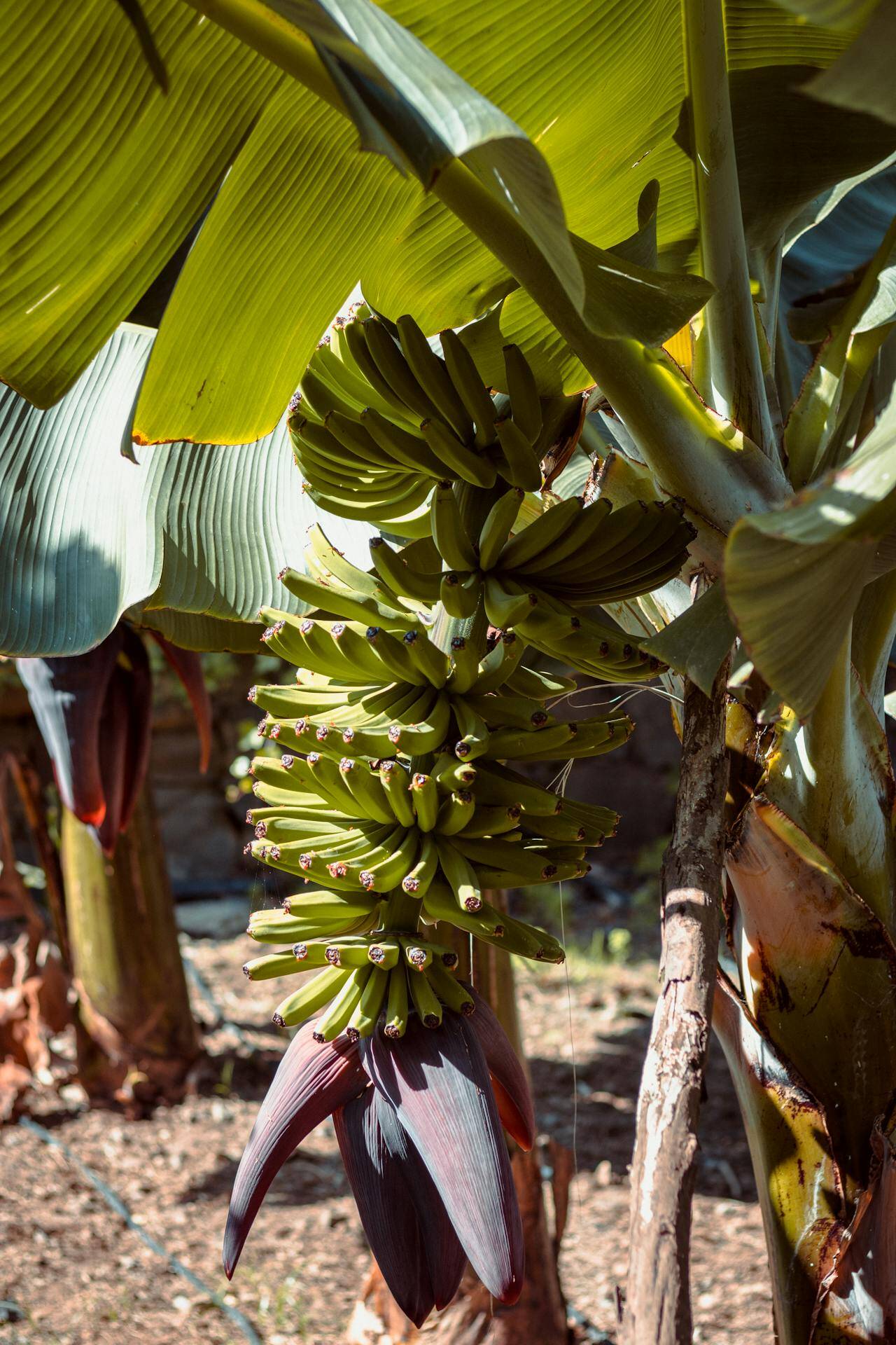 gran canaria platano de canarias