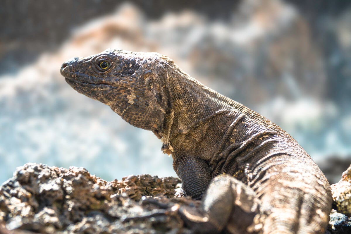 lagarto gigante el hierro