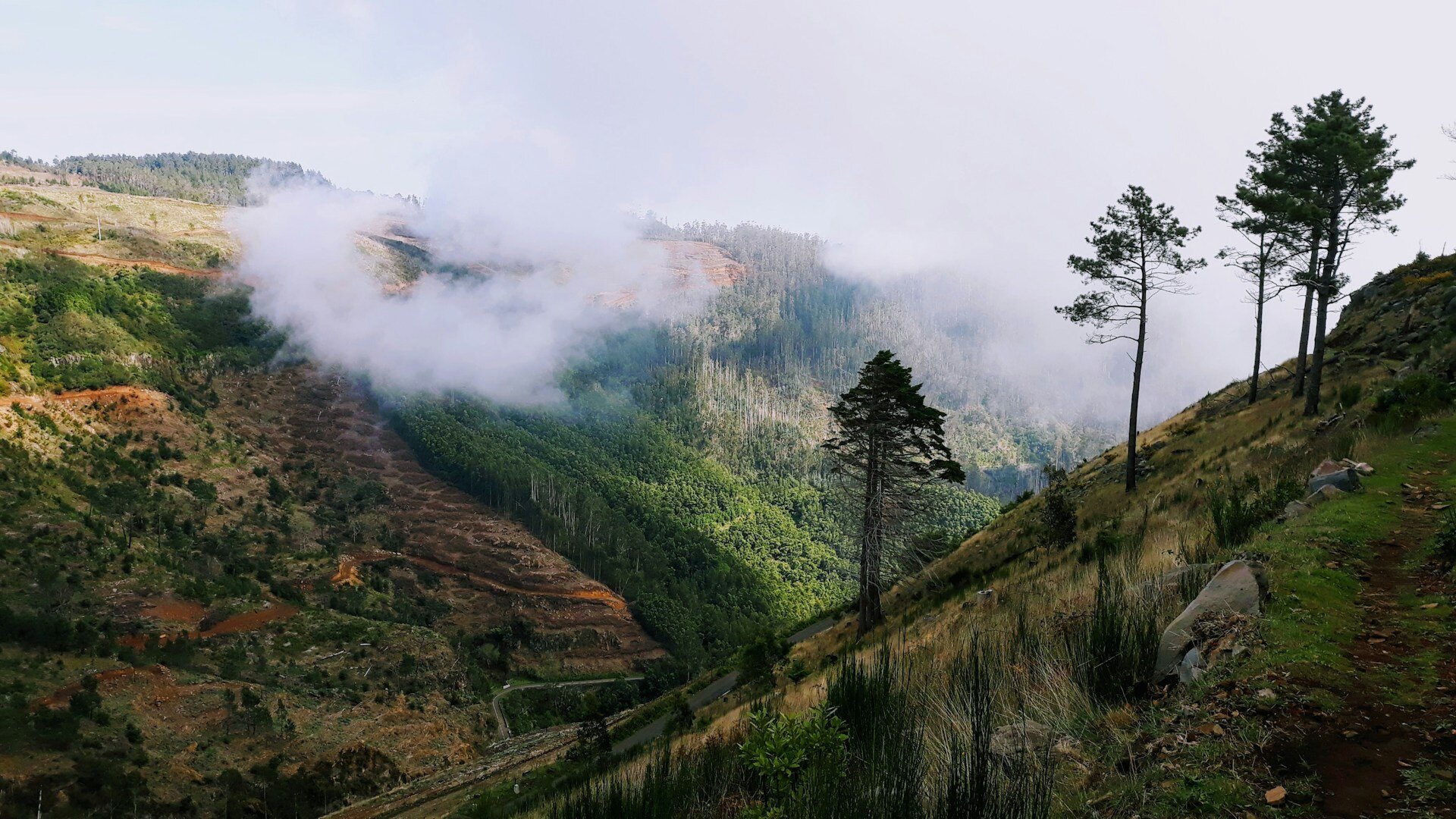 laurisilva madeira