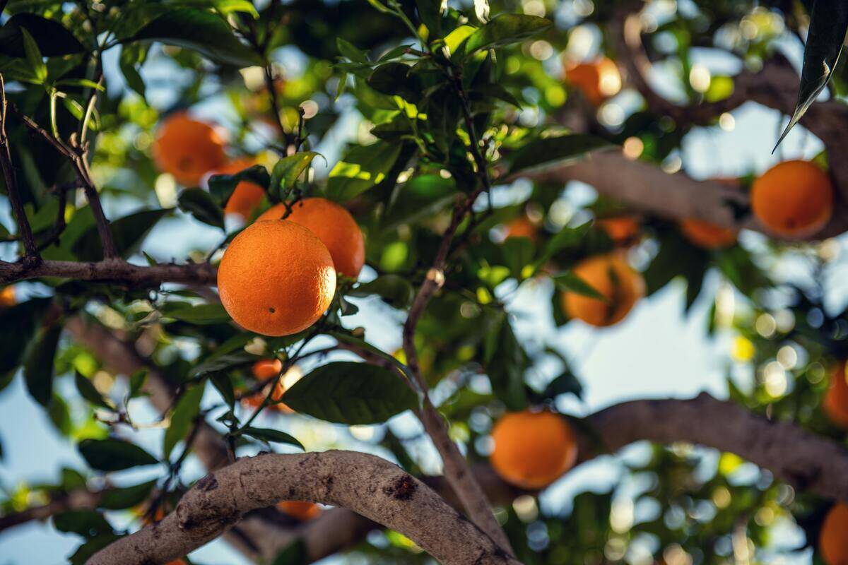 naranjas valencianas