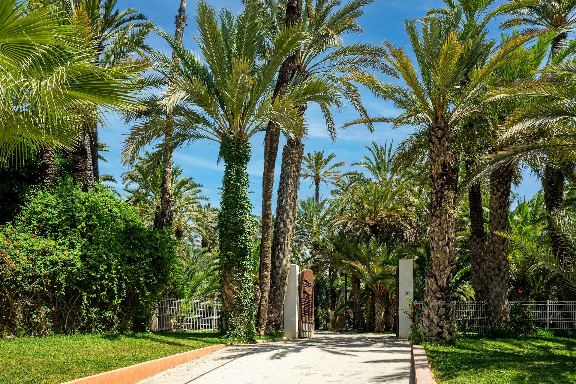 palmeral elche
