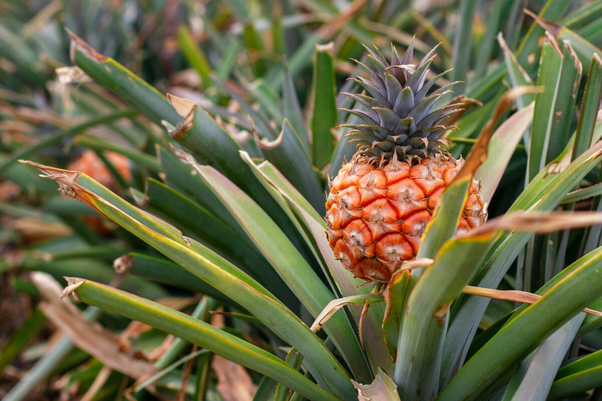 ¿Sabías que El Hierro es el principal productor de piña tropical de ...