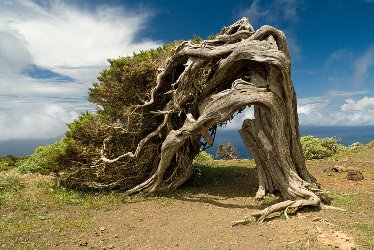 sabina arbol