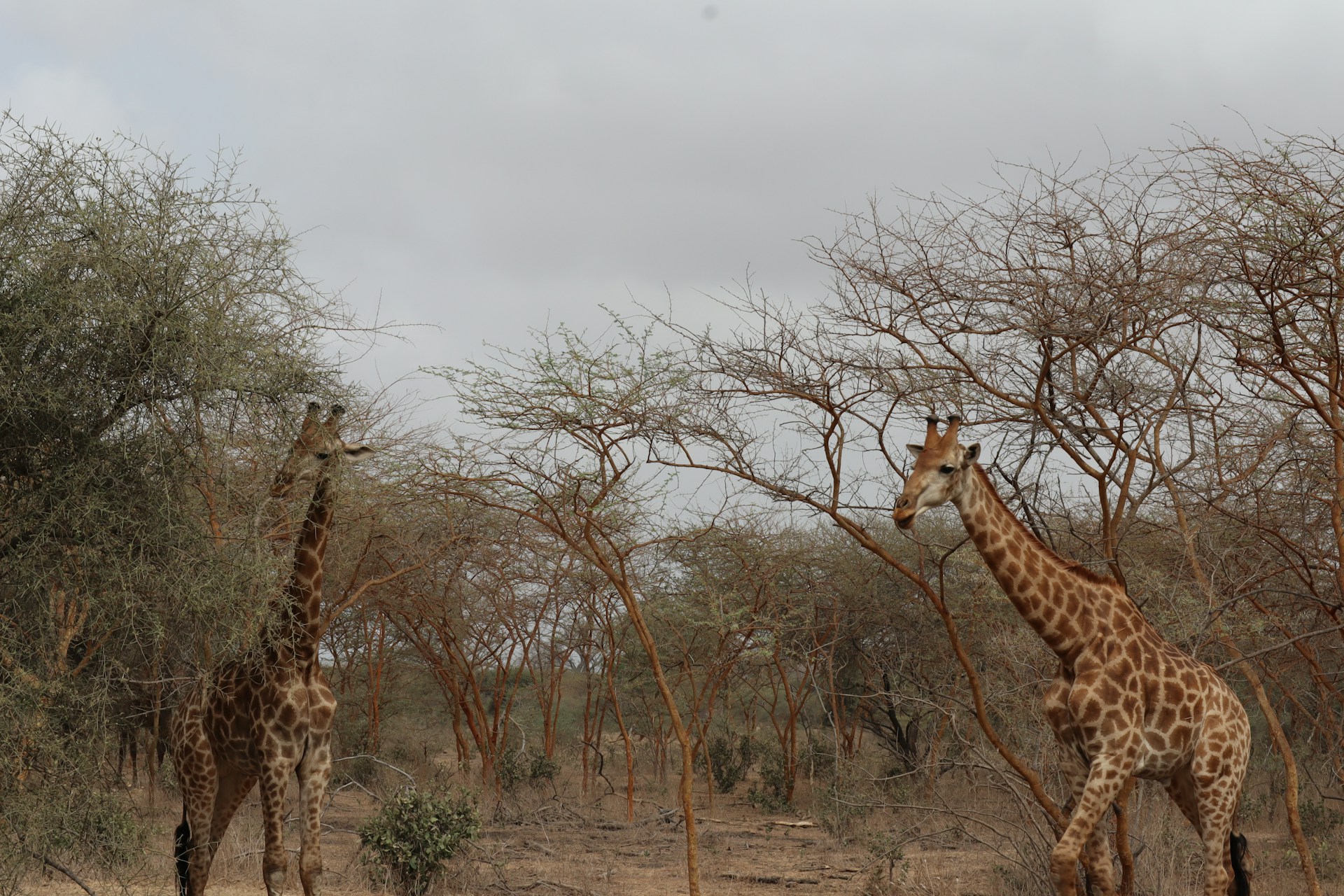 safari dakar
