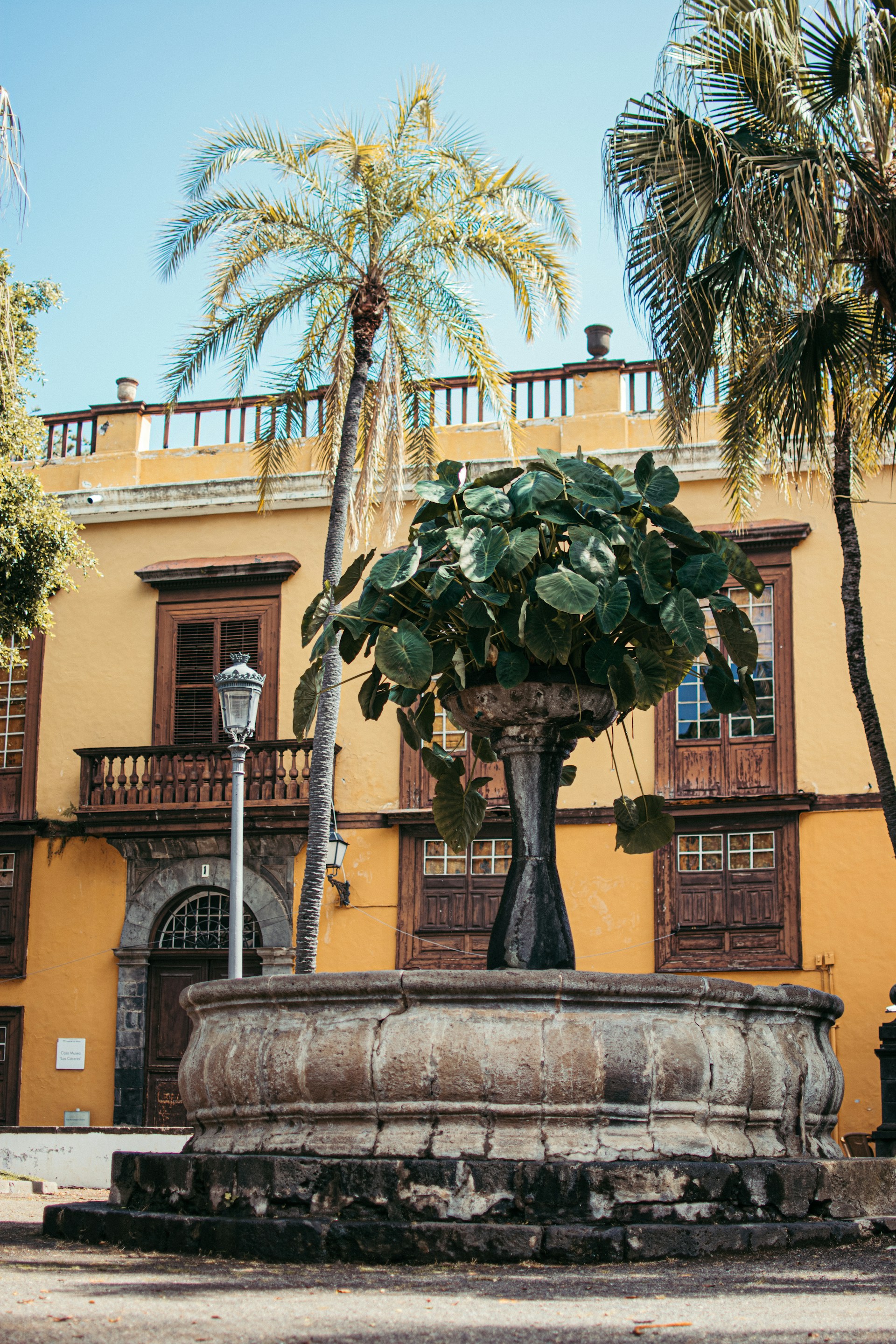 tenerife icod de los vinos